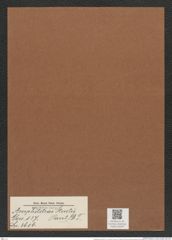 Amphitetras sturtii (Pont.) D-T. (de-Toni-Nr.: Genus 137, Species 3616) Zeichnungen Sammlung Grunow Mappe 03767 (Herbarium_W_Grunow_drawings_Folder_03767)